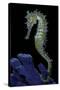 Hippocampus Kuda (Common Seahorse, Estuary Seahorse, Yellow Seahorse, Spotted Seahorse)-Paul Starosta-Stretched Canvas