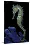 Hippocampus Kuda (Common Seahorse, Estuary Seahorse, Yellow Seahorse, Spotted Seahorse)-Paul Starosta-Stretched Canvas