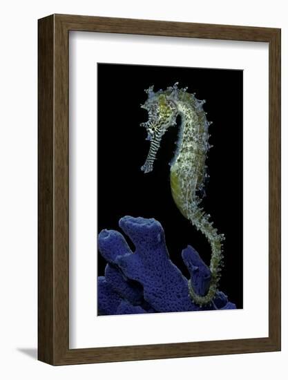 Hippocampus Kuda (Common Seahorse, Estuary Seahorse, Yellow Seahorse, Spotted Seahorse)-Paul Starosta-Framed Photographic Print