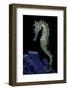 Hippocampus Kuda (Common Seahorse, Estuary Seahorse, Yellow Seahorse, Spotted Seahorse)-Paul Starosta-Framed Photographic Print