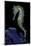 Hippocampus Kuda (Common Seahorse, Estuary Seahorse, Yellow Seahorse, Spotted Seahorse)-Paul Starosta-Mounted Photographic Print