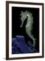 Hippocampus Kuda (Common Seahorse, Estuary Seahorse, Yellow Seahorse, Spotted Seahorse)-Paul Starosta-Framed Photographic Print