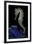 Hippocampus Kuda (Common Seahorse, Estuary Seahorse, Yellow Seahorse, Spotted Seahorse)-Paul Starosta-Framed Photographic Print