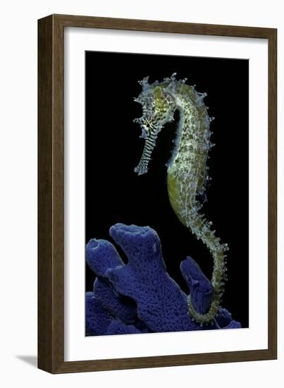 Hippocampus Kuda (Common Seahorse, Estuary Seahorse, Yellow Seahorse, Spotted Seahorse)-Paul Starosta-Framed Photographic Print