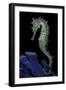 Hippocampus Kuda (Common Seahorse, Estuary Seahorse, Yellow Seahorse, Spotted Seahorse)-Paul Starosta-Framed Photographic Print