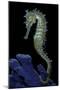 Hippocampus Kuda (Common Seahorse, Estuary Seahorse, Yellow Seahorse, Spotted Seahorse)-Paul Starosta-Mounted Photographic Print