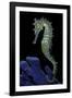 Hippocampus Kuda (Common Seahorse, Estuary Seahorse, Yellow Seahorse, Spotted Seahorse)-Paul Starosta-Framed Photographic Print