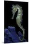 Hippocampus Kuda (Common Seahorse, Estuary Seahorse, Yellow Seahorse, Spotted Seahorse)-Paul Starosta-Mounted Photographic Print