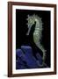 Hippocampus Kuda (Common Seahorse, Estuary Seahorse, Yellow Seahorse, Spotted Seahorse)-Paul Starosta-Framed Photographic Print