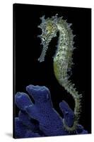 Hippocampus Kuda (Common Seahorse, Estuary Seahorse, Yellow Seahorse, Spotted Seahorse)-Paul Starosta-Stretched Canvas