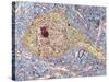 Hippocampus Neuron, TEM-Thomas Deerinck-Stretched Canvas
