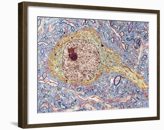 Hippocampus Neuron, TEM-Thomas Deerinck-Framed Photographic Print