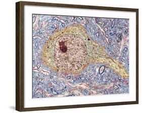 Hippocampus Neuron, TEM-Thomas Deerinck-Framed Photographic Print