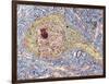 Hippocampus Neuron, TEM-Thomas Deerinck-Framed Photographic Print