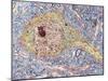 Hippocampus Neuron, TEM-Thomas Deerinck-Mounted Photographic Print