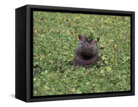 Hippopatamus in Water, Kenya, East Africa, Africa-James Gritz-Framed Stretched Canvas