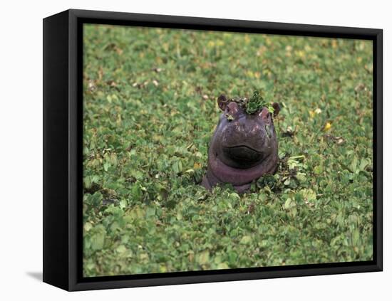 Hippopatamus in Water, Kenya, East Africa, Africa-James Gritz-Framed Stretched Canvas