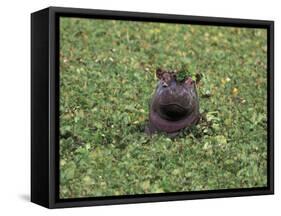Hippopatamus in Water, Kenya, East Africa, Africa-James Gritz-Framed Stretched Canvas