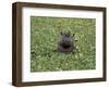 Hippopatamus in Water, Kenya, East Africa, Africa-James Gritz-Framed Photographic Print