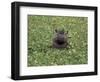 Hippopatamus in Water, Kenya, East Africa, Africa-James Gritz-Framed Photographic Print