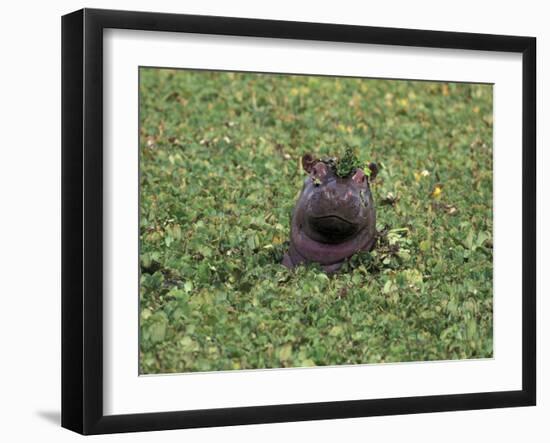 Hippopatamus in Water, Kenya, East Africa, Africa-James Gritz-Framed Photographic Print