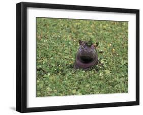 Hippopatamus in Water, Kenya, East Africa, Africa-James Gritz-Framed Photographic Print