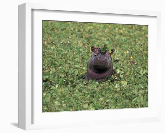 Hippopatamus in Water, Kenya, East Africa, Africa-James Gritz-Framed Photographic Print