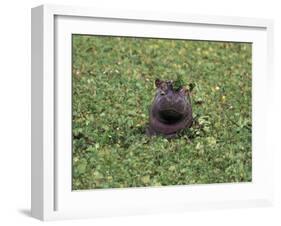 Hippopatamus in Water, Kenya, East Africa, Africa-James Gritz-Framed Photographic Print