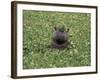 Hippopatamus in Water, Kenya, East Africa, Africa-James Gritz-Framed Photographic Print