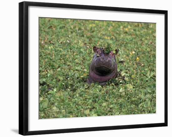 Hippopatamus in Water, Kenya, East Africa, Africa-James Gritz-Framed Photographic Print