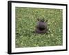 Hippopatamus in Water, Kenya, East Africa, Africa-James Gritz-Framed Photographic Print