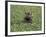 Hippopatamus in Water, Kenya, East Africa, Africa-James Gritz-Framed Photographic Print