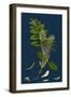 Hippophyae Rhamnoides; Sea Buckthorn-null-Framed Giclee Print