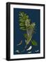 Hippophyae Rhamnoides; Sea Buckthorn-null-Framed Giclee Print
