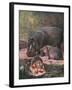 Hippopotami 1909-Cuthbert Swan-Framed Art Print