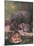 Hippopotami 1909-Cuthbert Swan-Mounted Art Print