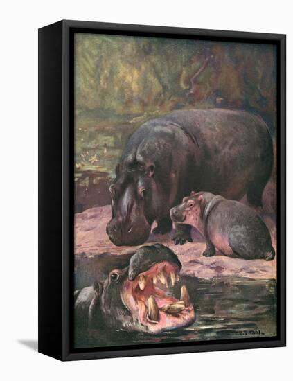 Hippopotami 1909-Cuthbert Swan-Framed Stretched Canvas