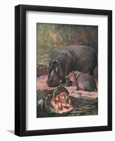 Hippopotami 1909-Cuthbert Swan-Framed Art Print