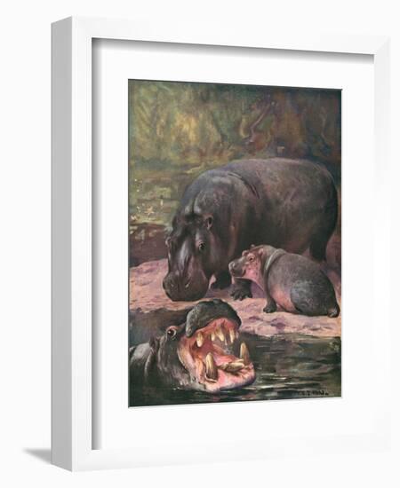 Hippopotami 1909-Cuthbert Swan-Framed Art Print