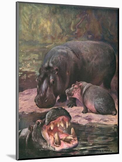 Hippopotami 1909-Cuthbert Swan-Mounted Art Print