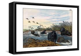 Hippopotamus, 1860-null-Framed Stretched Canvas