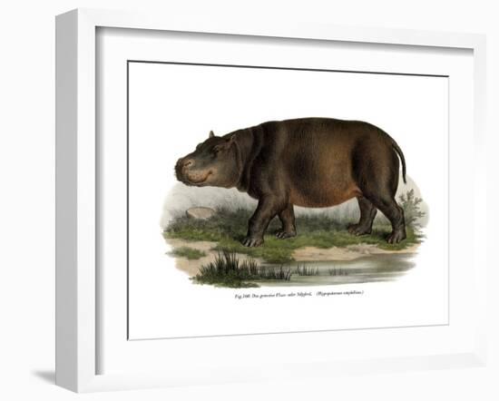 Hippopotamus, 1860-null-Framed Giclee Print