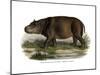 Hippopotamus, 1860-null-Mounted Giclee Print