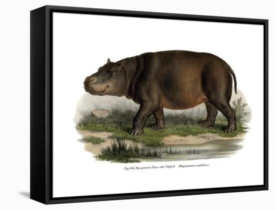 Hippopotamus, 1860-null-Framed Stretched Canvas