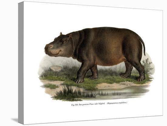 Hippopotamus, 1860-null-Stretched Canvas