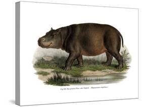 Hippopotamus, 1860-null-Stretched Canvas