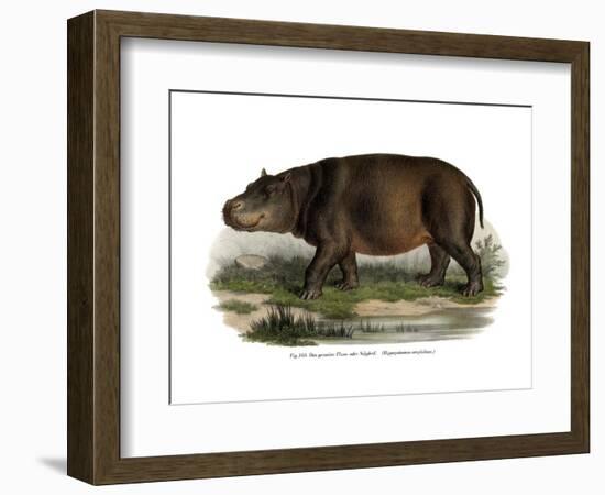 Hippopotamus, 1860-null-Framed Giclee Print