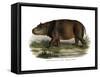 Hippopotamus, 1860-null-Framed Stretched Canvas