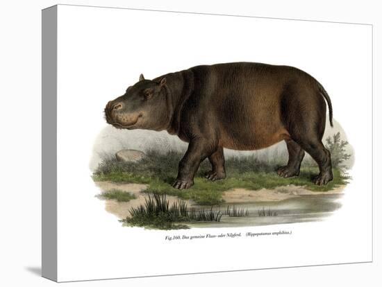 Hippopotamus, 1860-null-Stretched Canvas