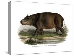 Hippopotamus, 1860-null-Stretched Canvas